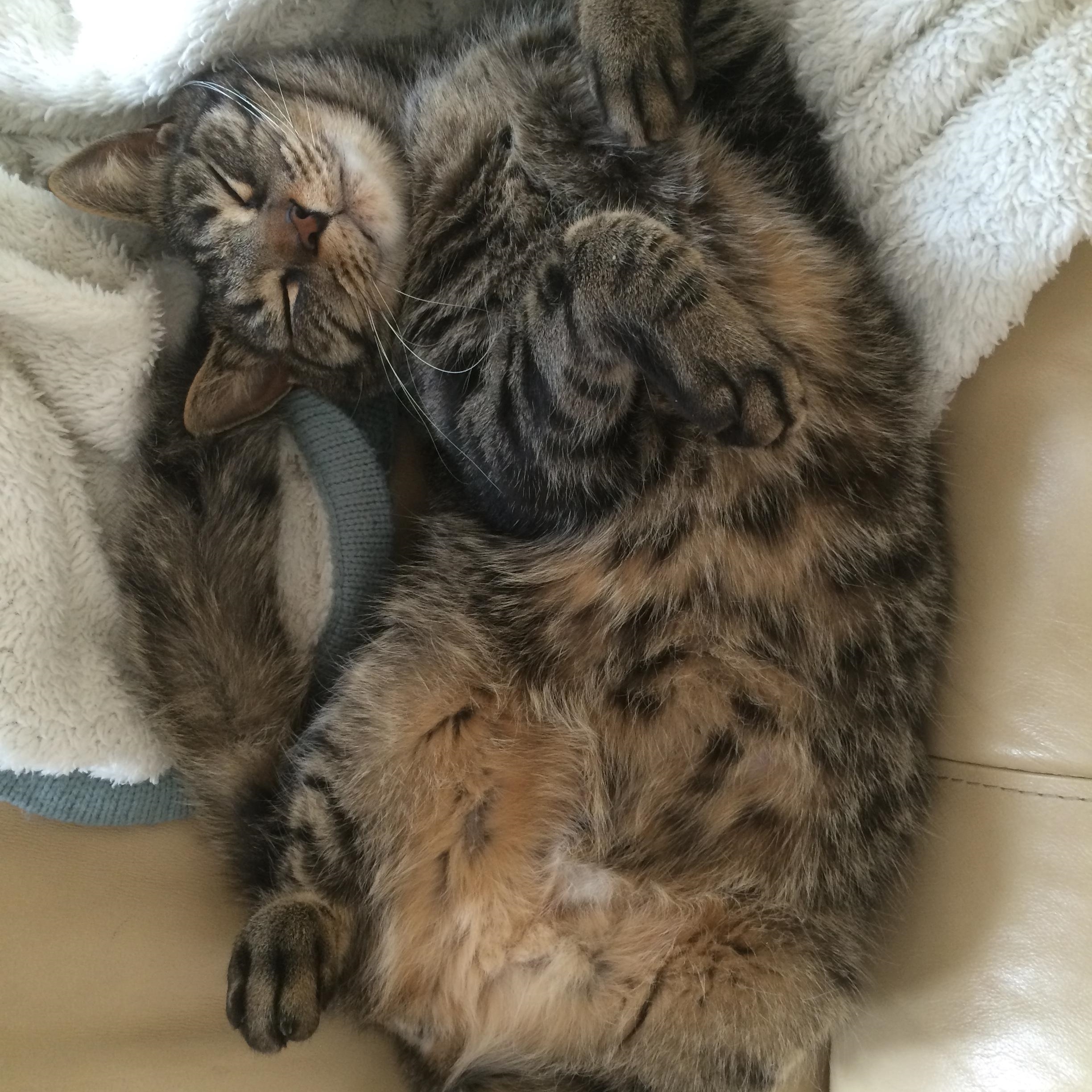 cat.jpg