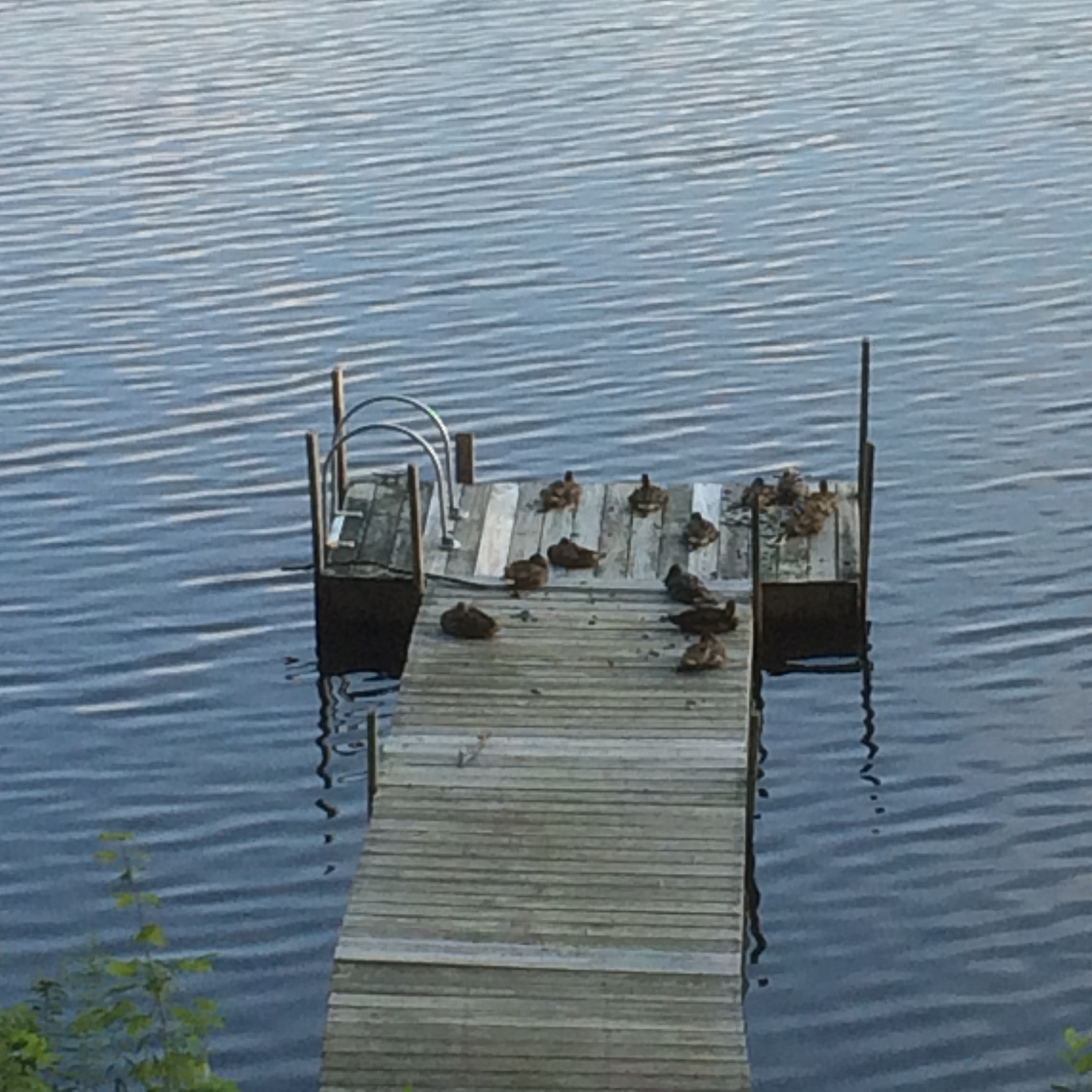 ducks.jpg