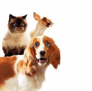 Three home pets next to each other on a light background. funny collage.jpeg cats vs dogggz